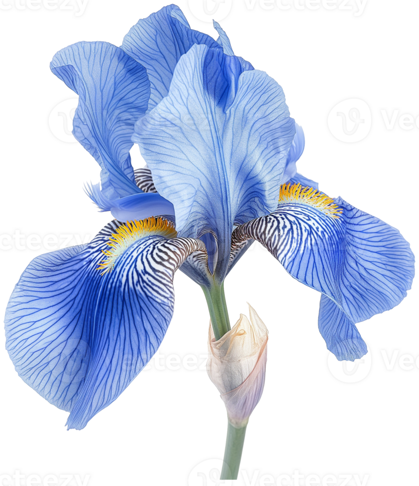 Iris flower illustration - Northern blue flag iris isolated on a transparent background png