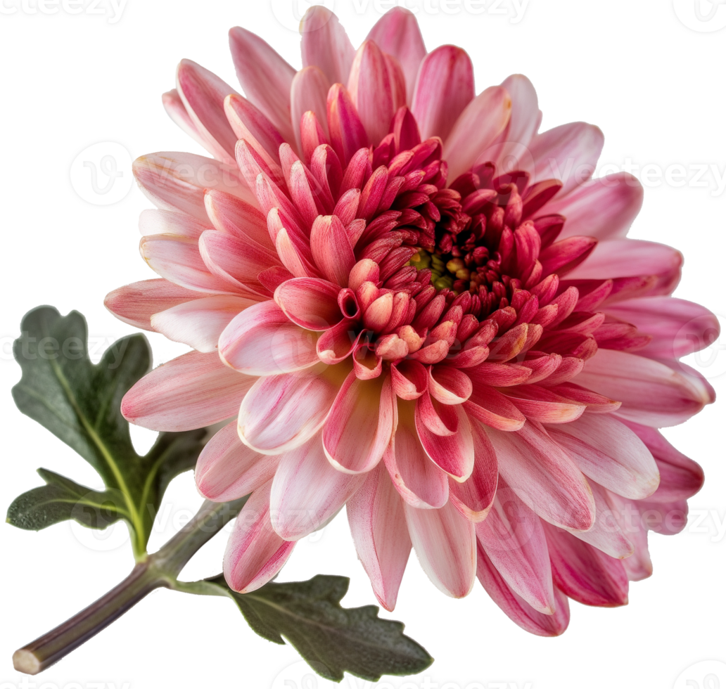 Chrysanthemum flower illustration, Chrysanthemum morifolium isolated on a transparent background png