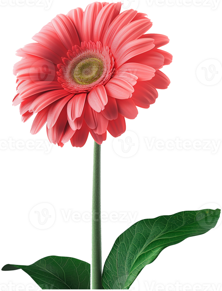 Gerbera Flower Transvaal daisy isolated illustration on a transparent background png