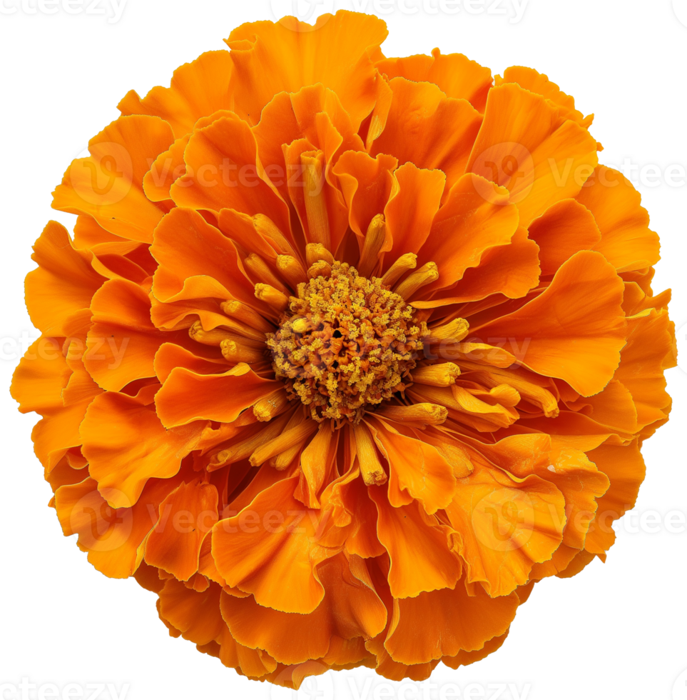 Marigold Flower, Tagetes erecta Marigold isolated illustration on a transparent background png