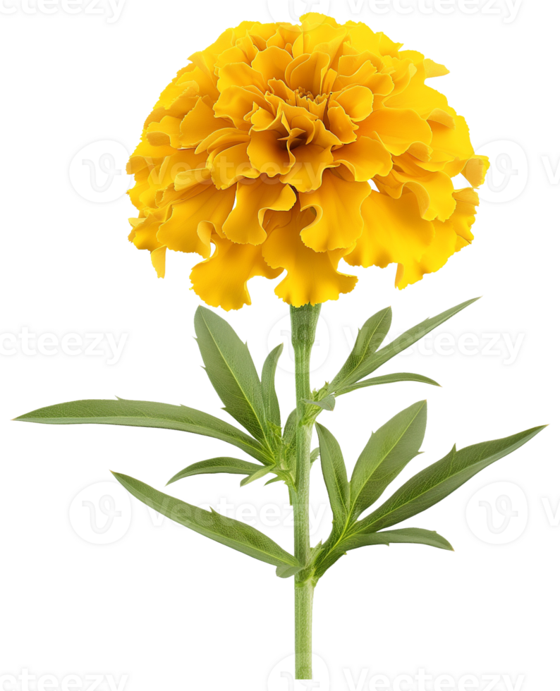 Marigold Flower, Southern Cone Marigold isolated illustration on a transparent background png