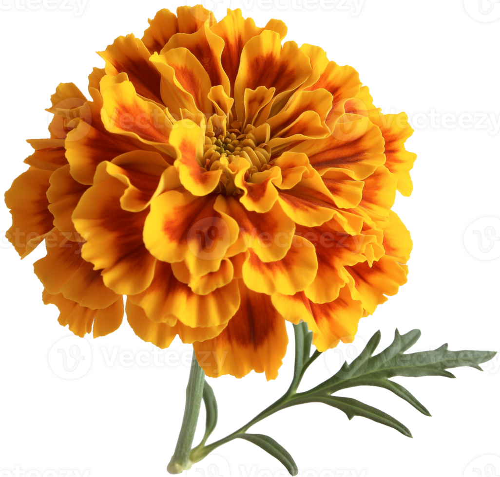 Marigold Flower, Tagetes erecta Marigold isolated illustration on a transparent background png