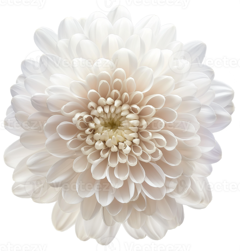 Chrysanthemum flower illustration, Chrysanthemum isolated on a transparent background png