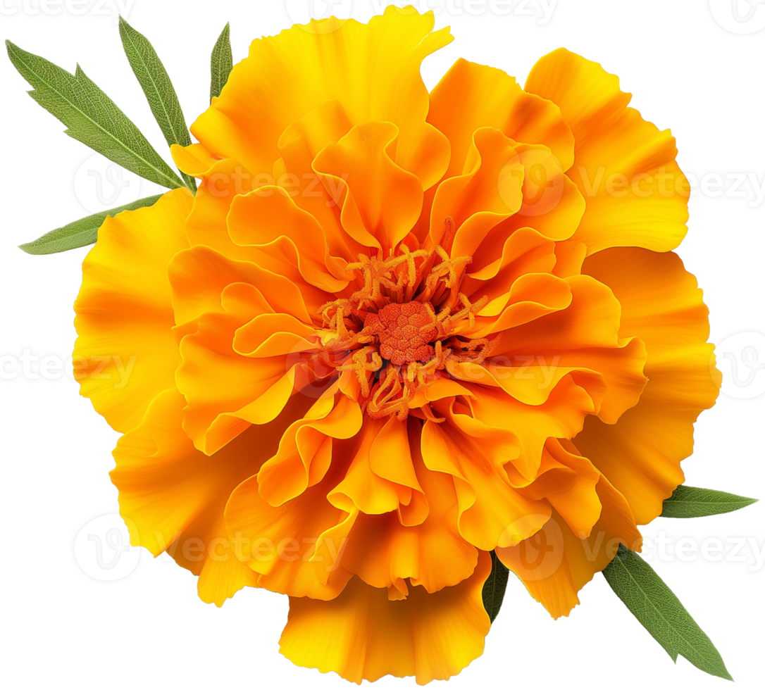 Marigold Flower, Signet Marigold isolated illustration on a transparent background png