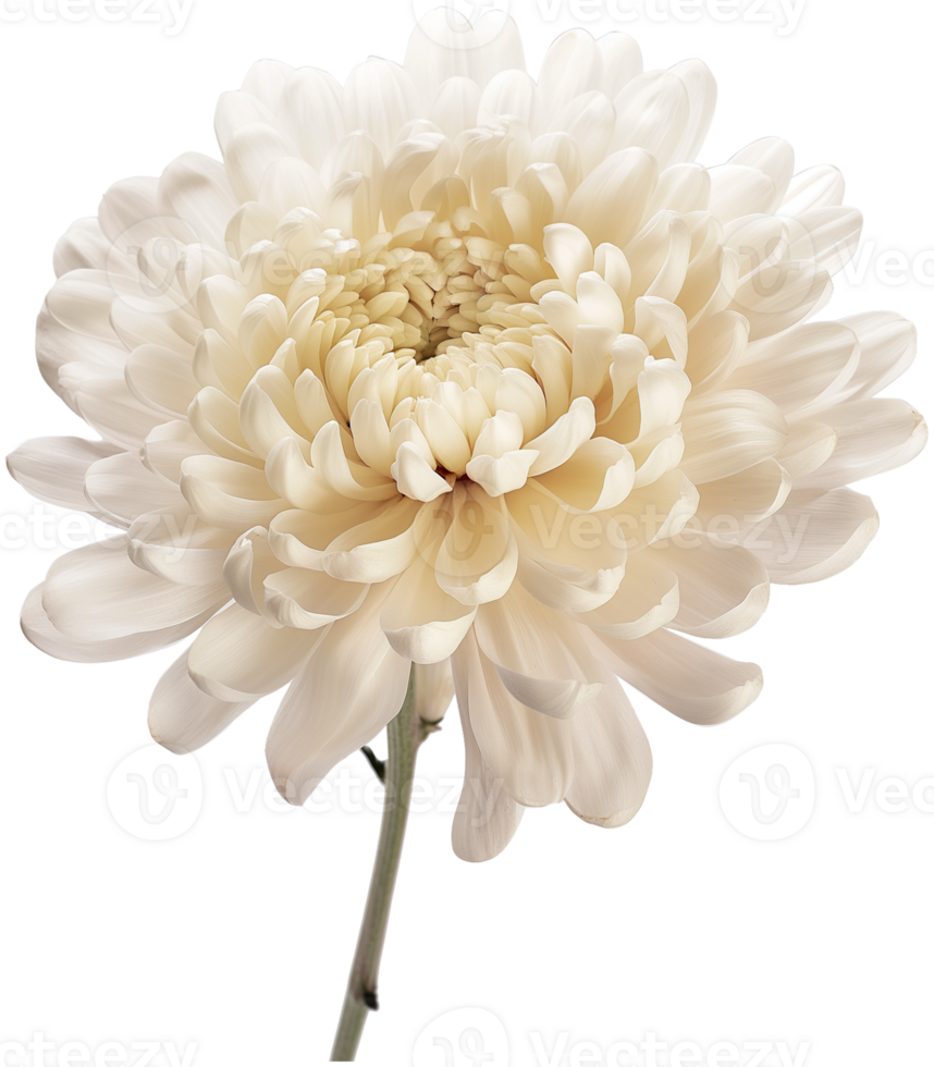 Chrysanthemum flower illustration, Chrysanthemum isolated on a transparent background png