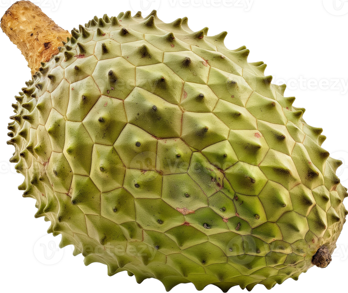 Annona muricata fruit illustration - A whole fresh soursop isolated on a transparent background png