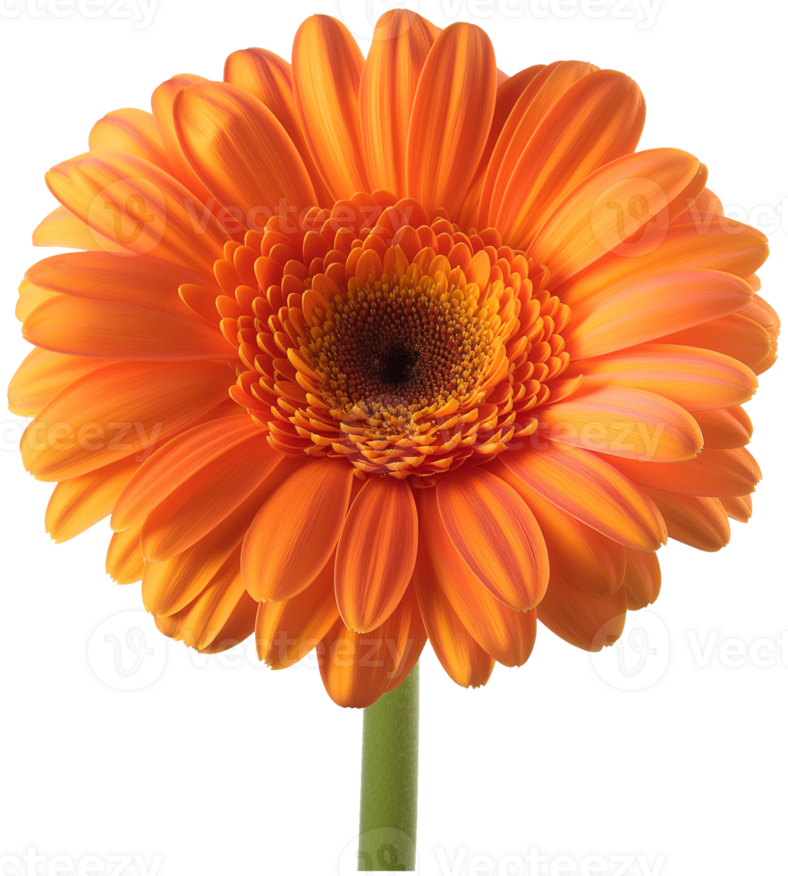 Gerbera Flower Transvaal daisy isolated illustration on a transparent background png