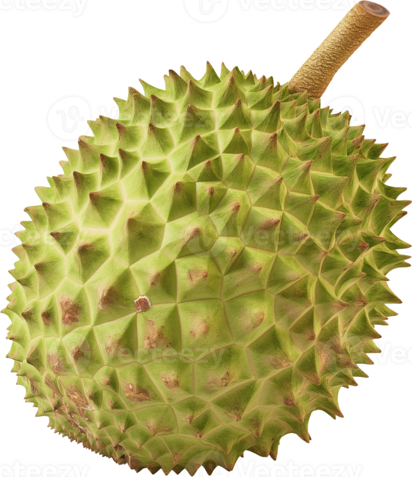 Annona muricata fruit illustration - A whole fresh soursop isolated on a transparent background png