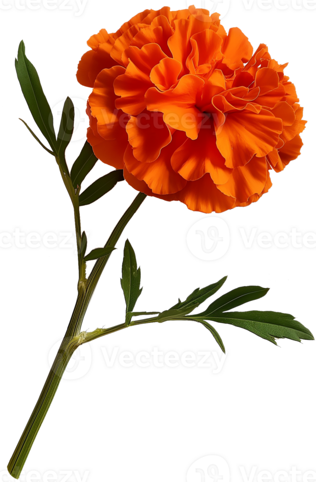 Marigold Flower, Red crescent Marigold isolated illustration on a transparent background png