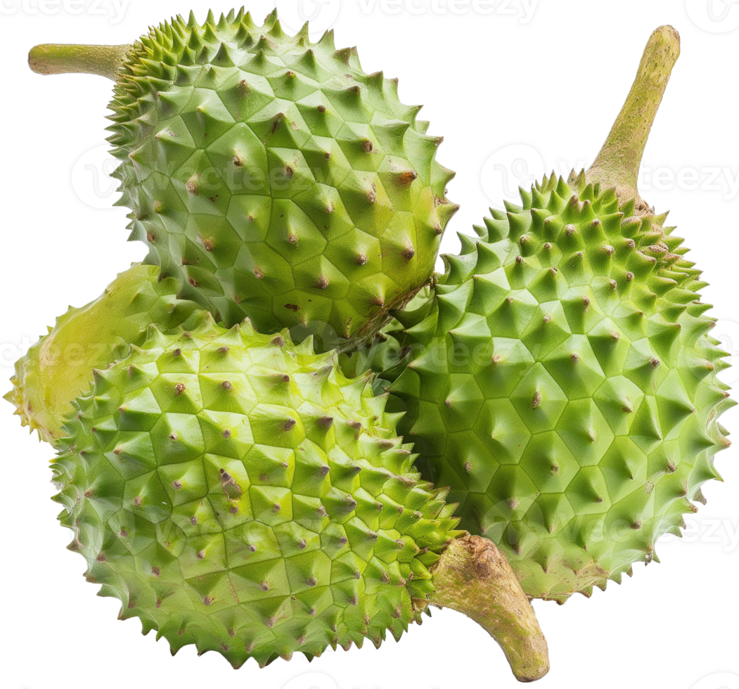 Annona muricata fruit illustration - A whole fresh soursop isolated on a transparent background png