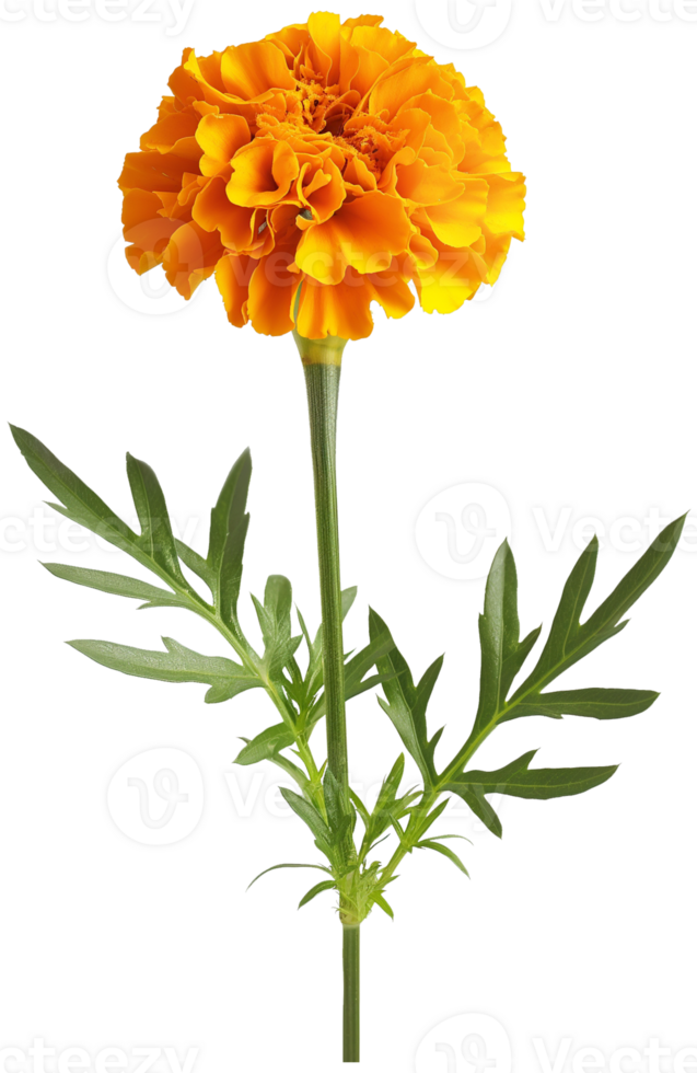 Marigold Flower, Tagetes erecta Marigold isolated illustration on a transparent background png