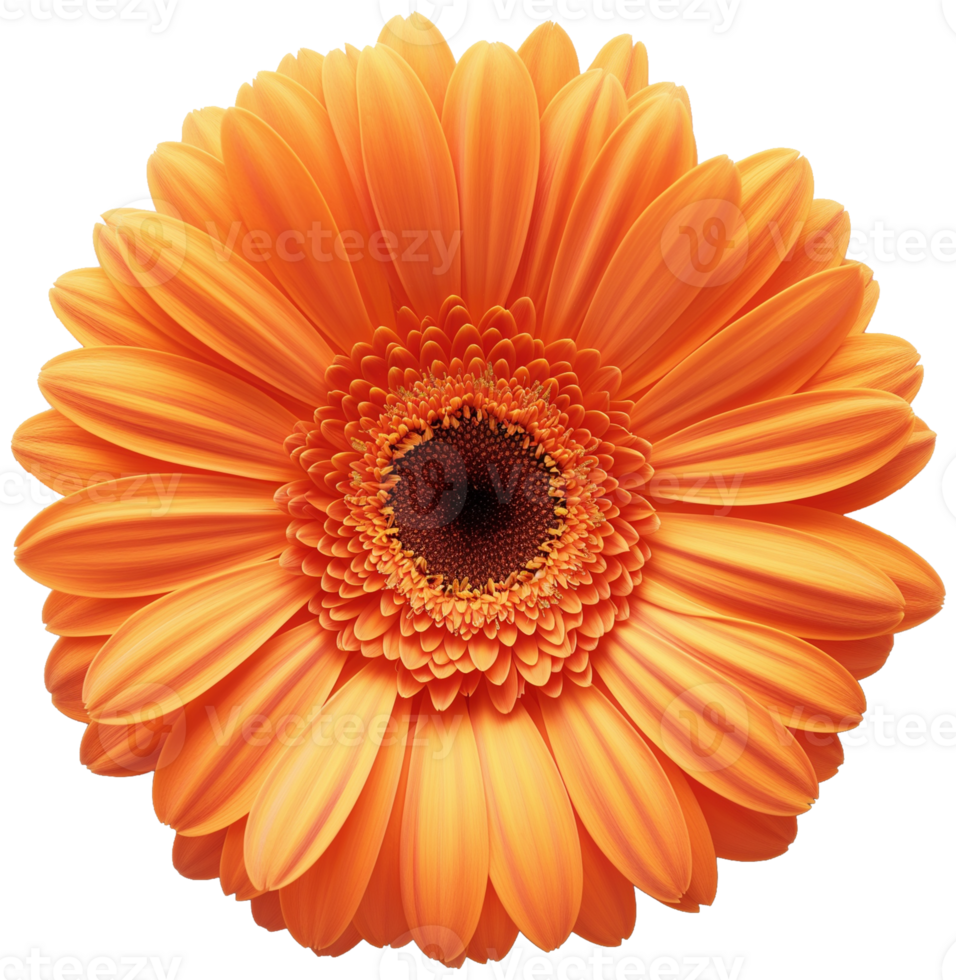 Gerbera Flower Transvaal daisy isolated illustration on a transparent background png