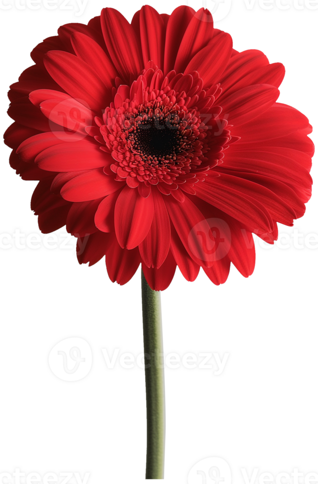 Gerbera Flower Transvaal daisy isolated illustration on a transparent background png