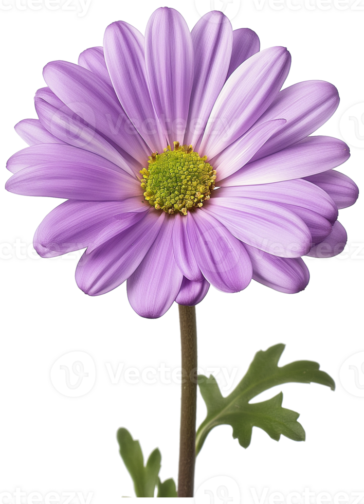Chrysanthemum flower illustration, Dendranthema lavandulifolium isolated on a transparent background png