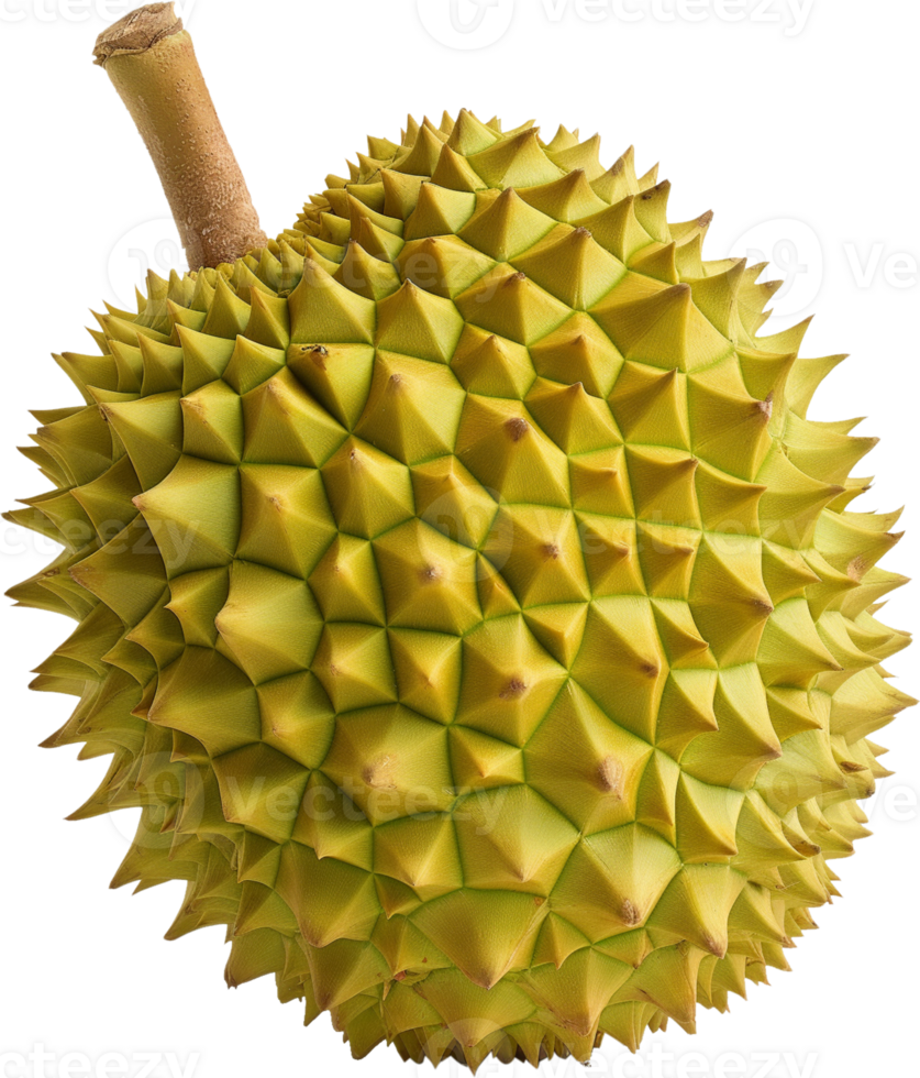 A fresh Durian isolated on a transparent background png
