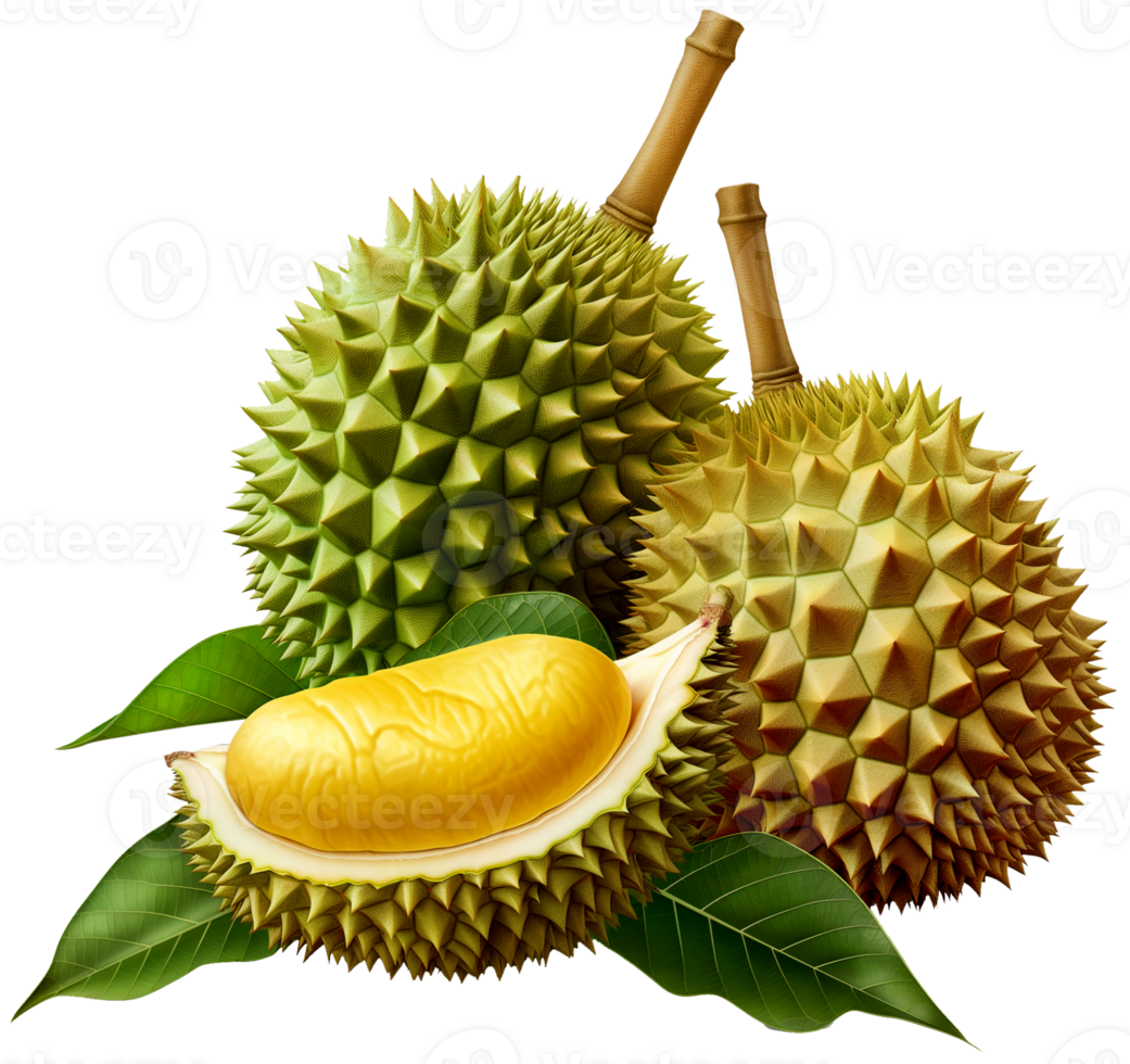 Fresh durians with leaf isolated on a transparent background png