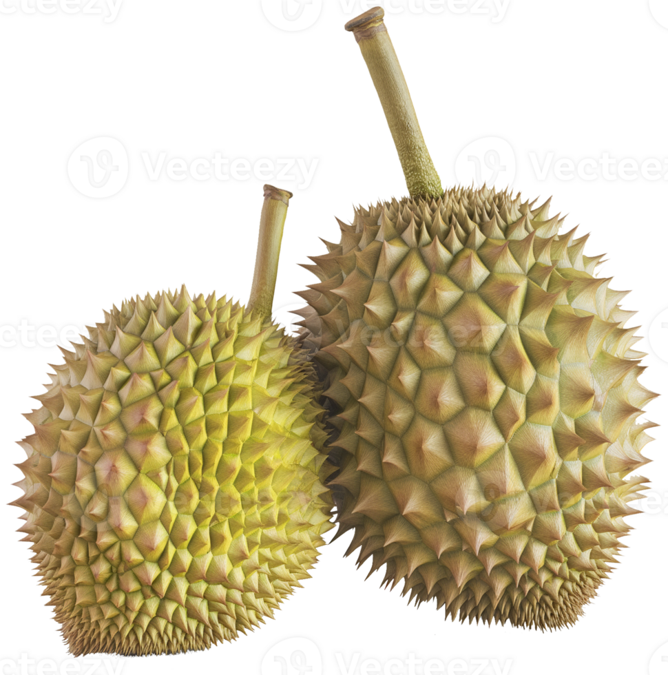 A Durian fruit isolated on a transparent background png