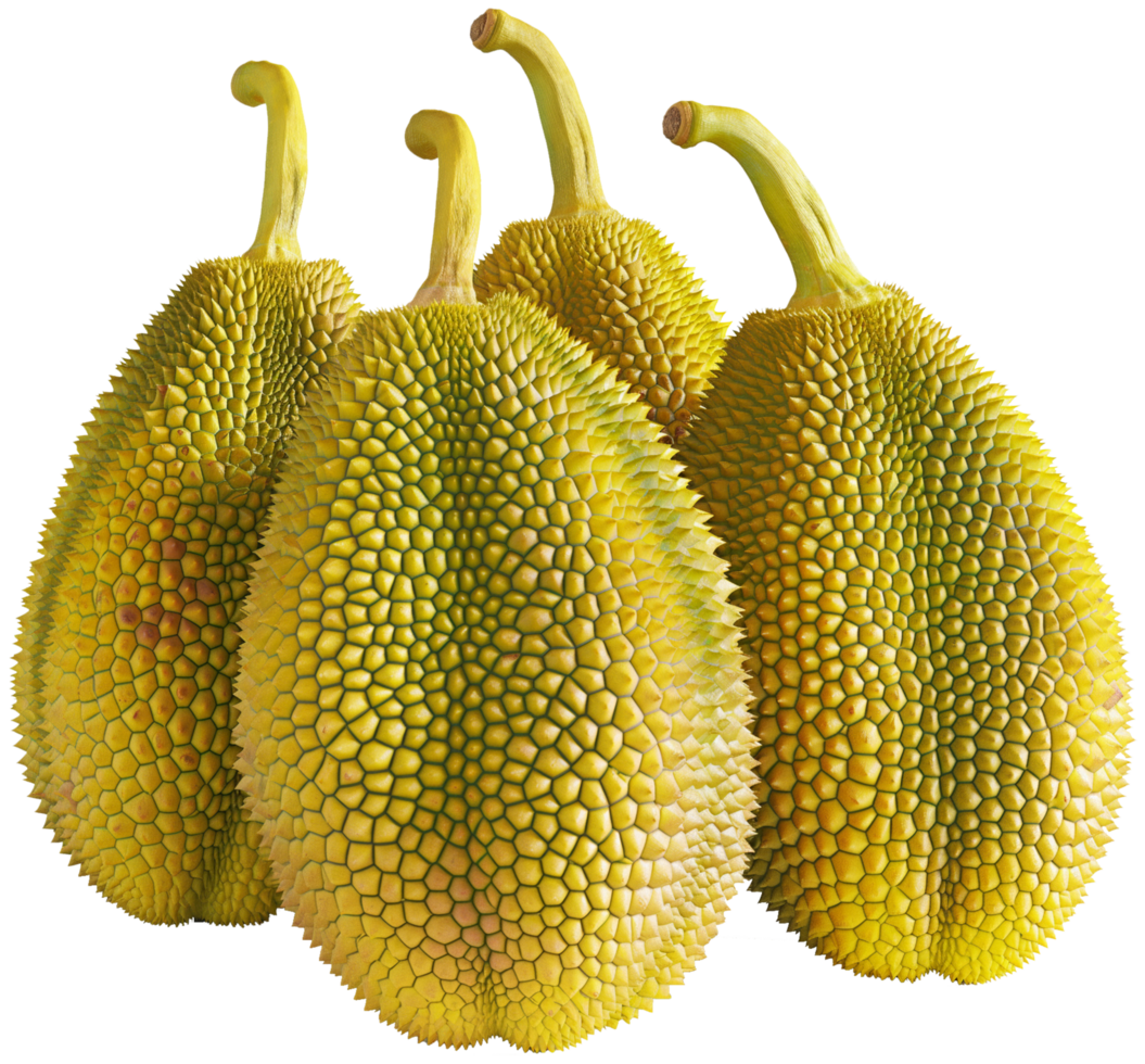Jackfruit fruit illustration - Whole jackfruits isolated on a transparent background png