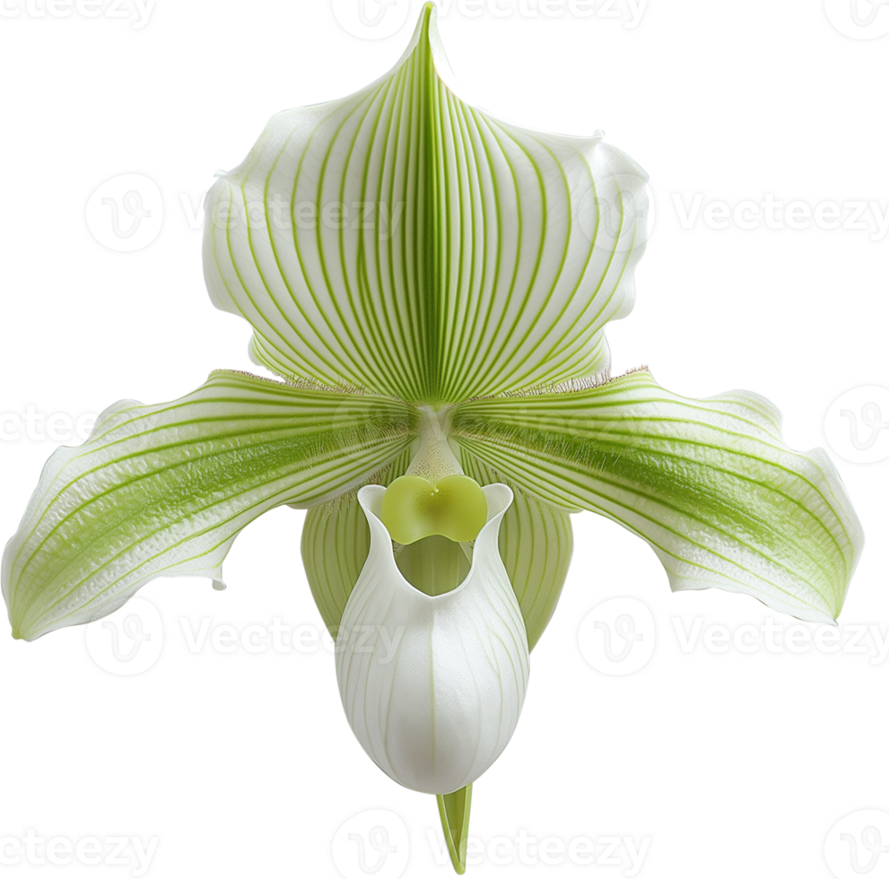 Orchidaceae Plant illustration - Venus slipper Orchid Flower isolated on a transparent background png