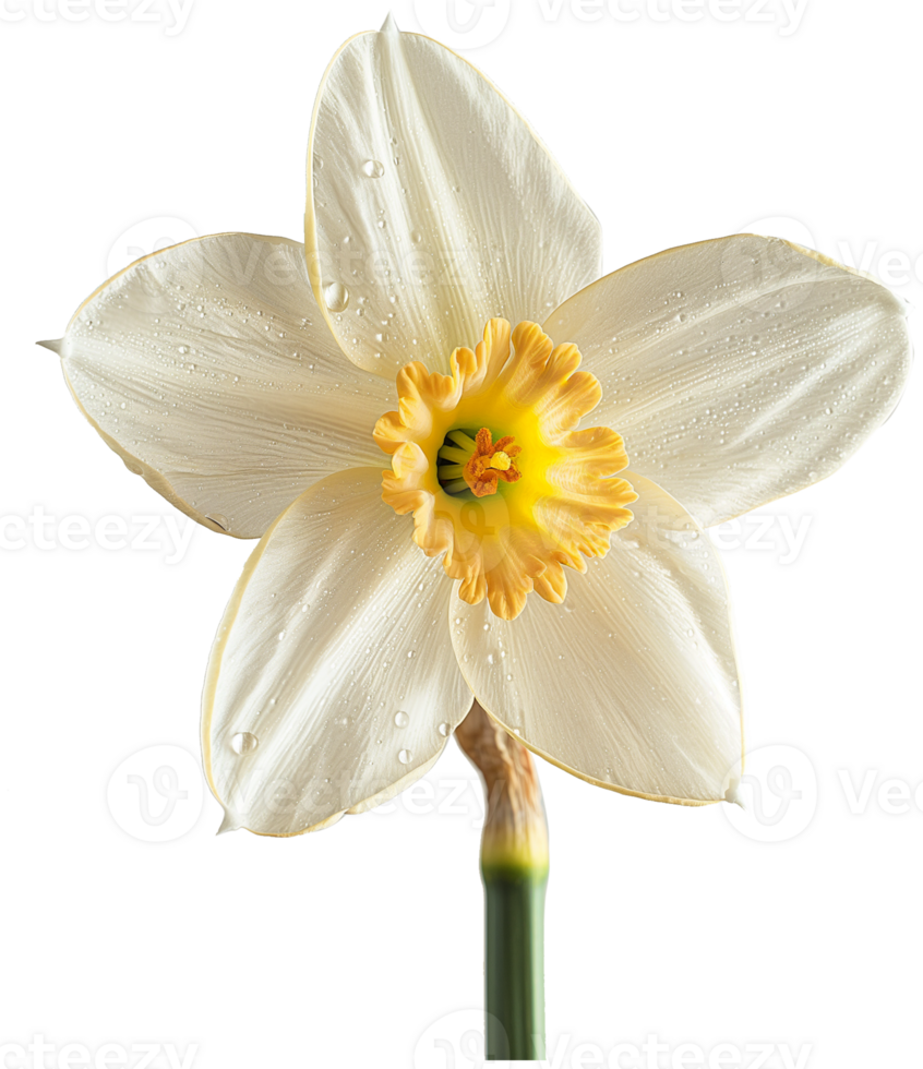 Narcissus illustration - Daffodil Flower isolated on a transparent background png