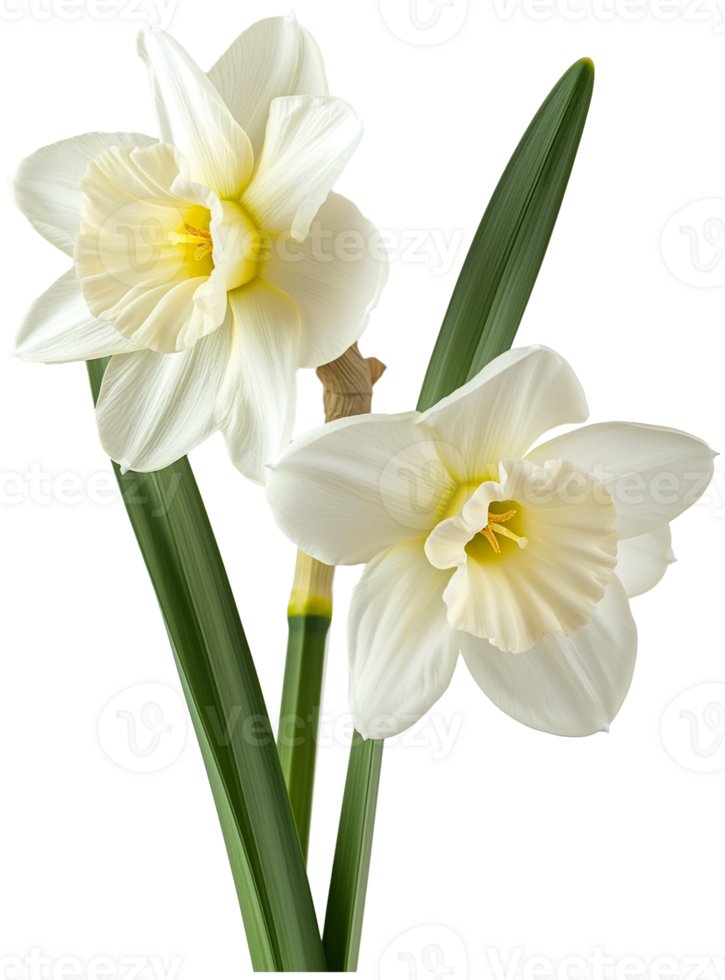 Narcissus illustration - Daffodil Flower isolated on a transparent background png