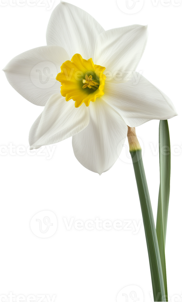 Narcissus illustration - Daffodil Flower isolated on a transparent background png