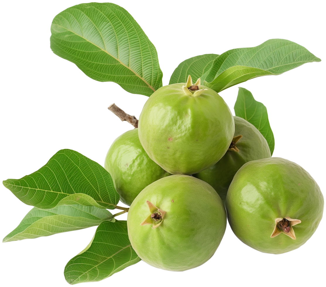 A group of Fresh guava with leaf isolated illustration on a transparent background png