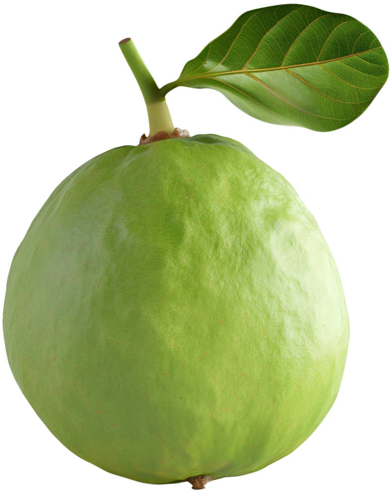 A Fresh Green Whole Guava isolated illustration on a transparent background png