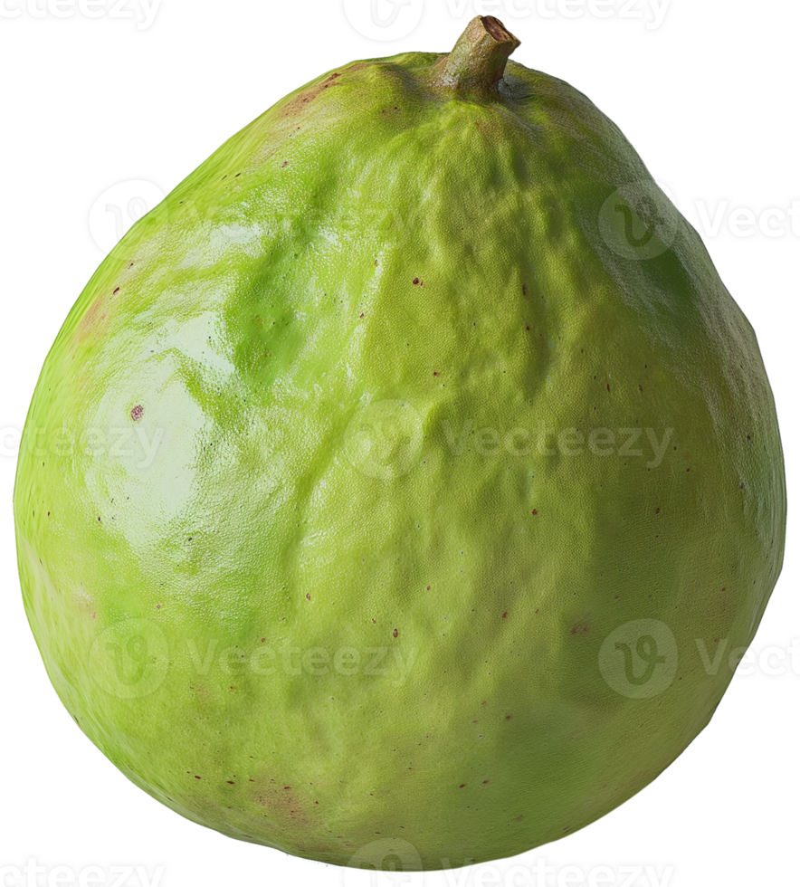 A Fresh Green Whole Guava isolated illustration on a transparent background png
