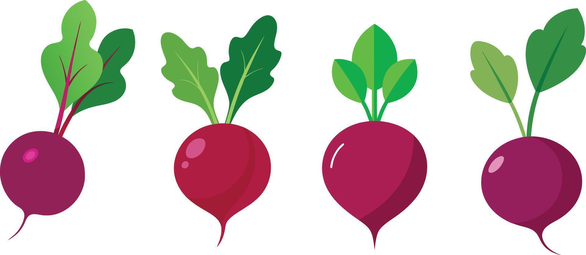 Hand drawn beet vegetable design. vector