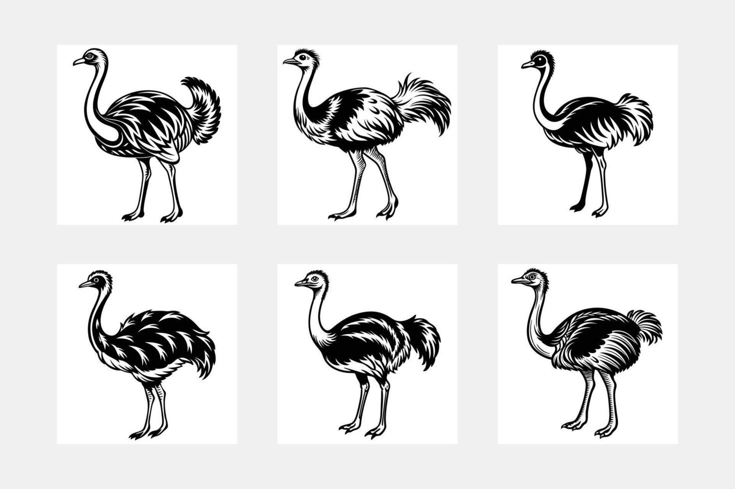 Ostrich illustration bundle vector