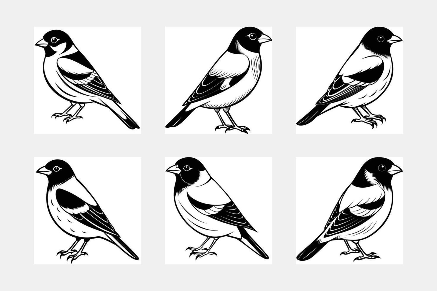 bullfinch Bird illustration vector