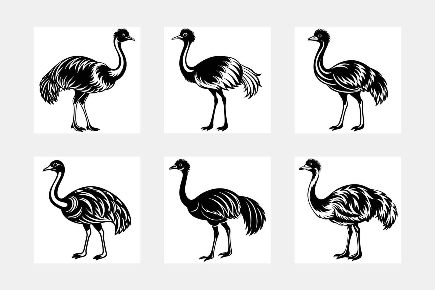 Emu illustration bundle vector