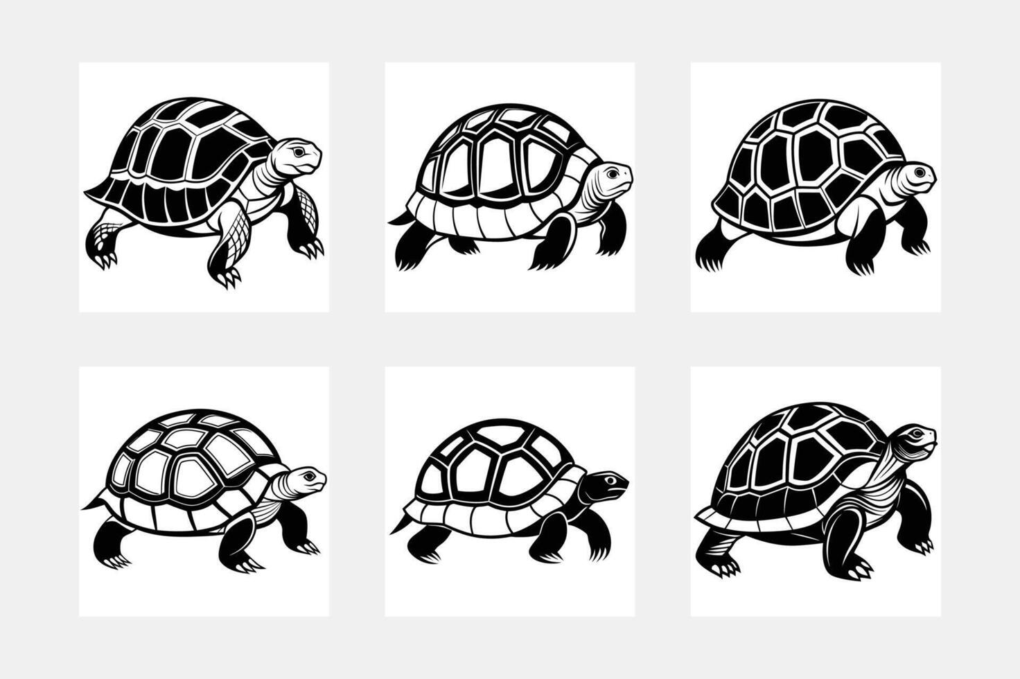 Tortoise illustration bundle vector