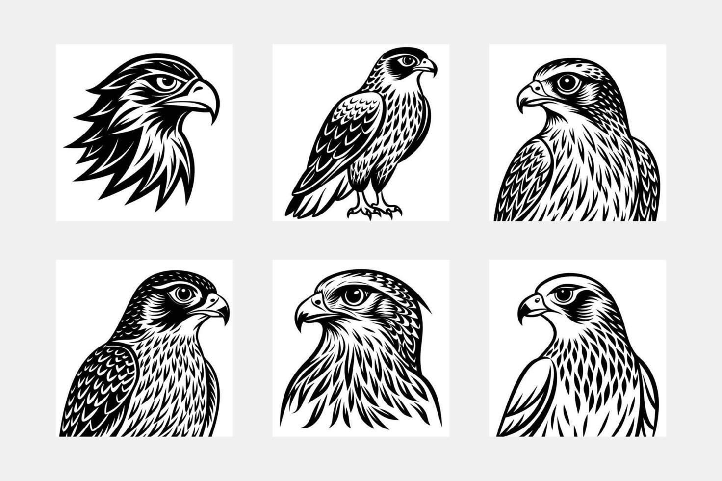 Hawk illustration bundle vector