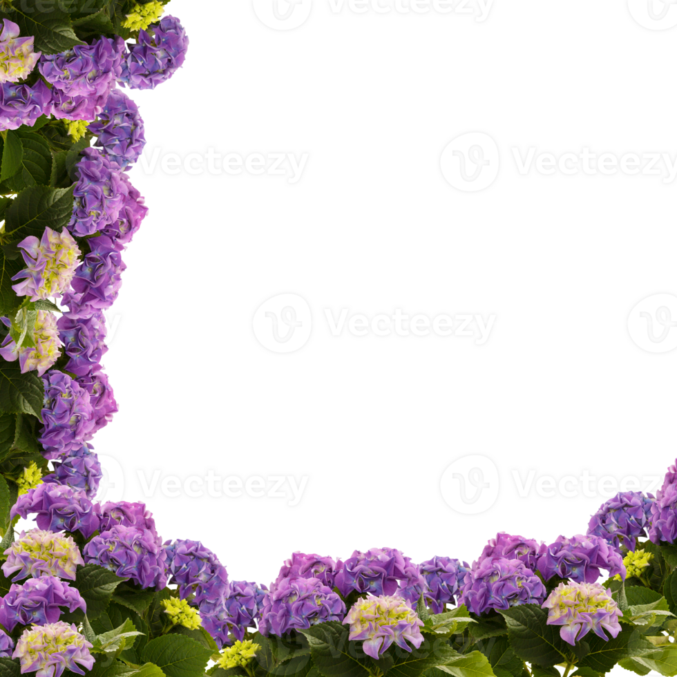 blooming flower frame cut out isolated transparent background png