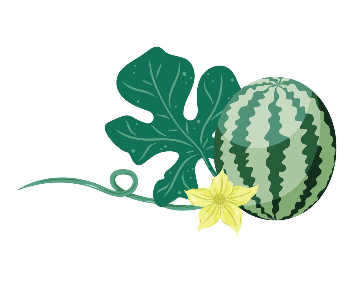 Watermelons composition with whole fruit, watermelon plant flower and leaves. Flat illustration. Tropical fruit drawing for food graphics, summer designs, menu, logo, stickers. vector