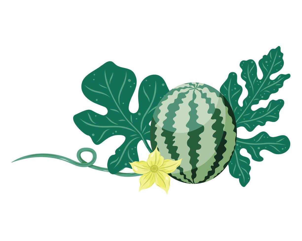 Watermelons composition with whole fruit, watermelon plant flower and leaves. Flat illustration. Tropical fruit drawing for food graphics, summer designs, menu, logo, stickers. vector