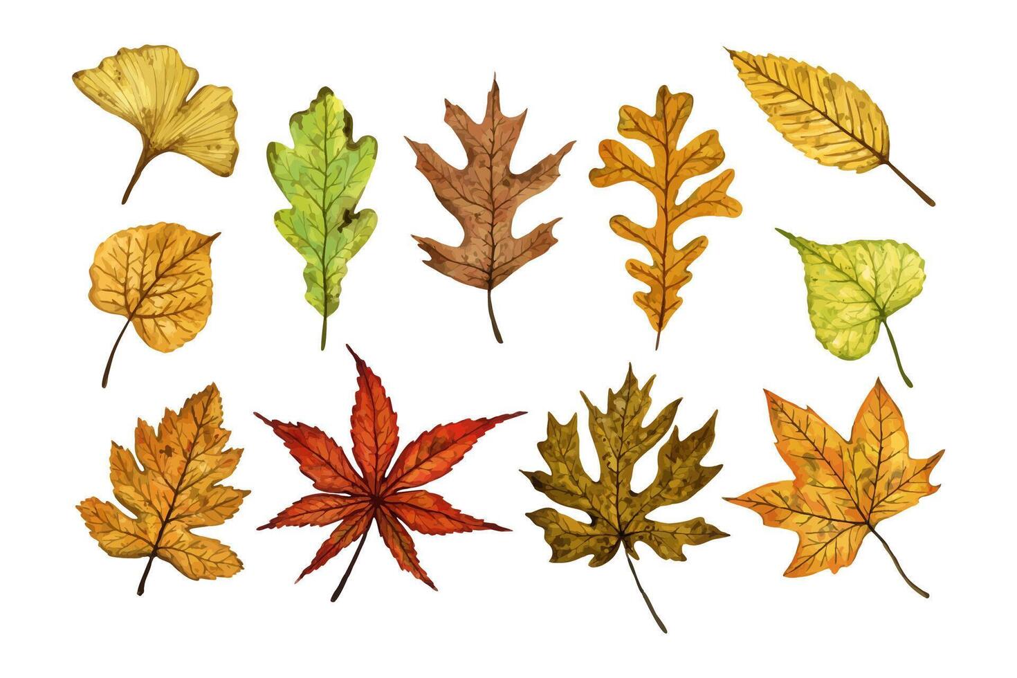 A set of autumn leaves linden, maple, ginkgo, oak, elm, hand drawn watercolor illustration isolated on white. For design of patterns, textiles, stickers, postcards, greeting cards, invitations. vector