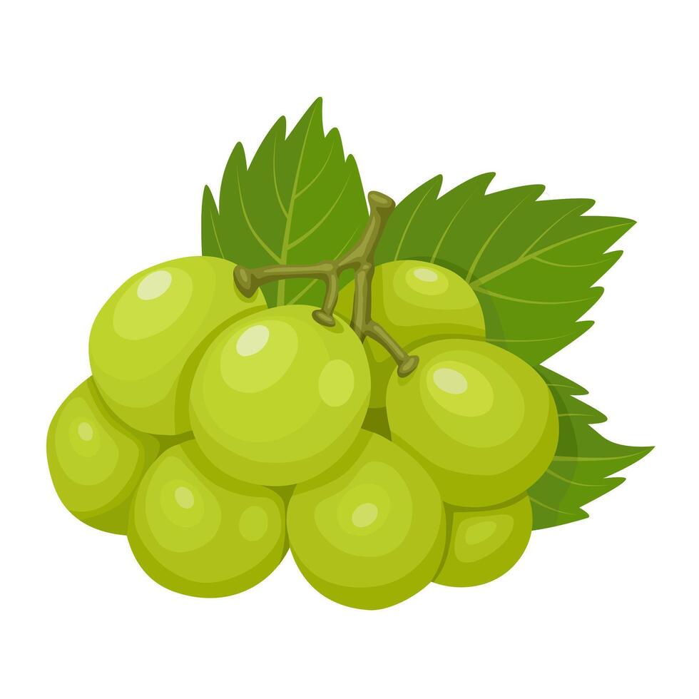 Illustration of muscat grapes, isolated white background. vector