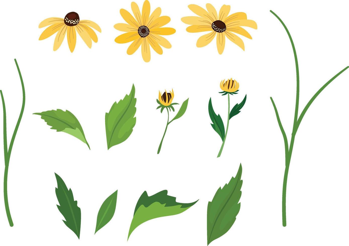 flower and leaf elements, rudbeckia flowers, yellow flowers vector