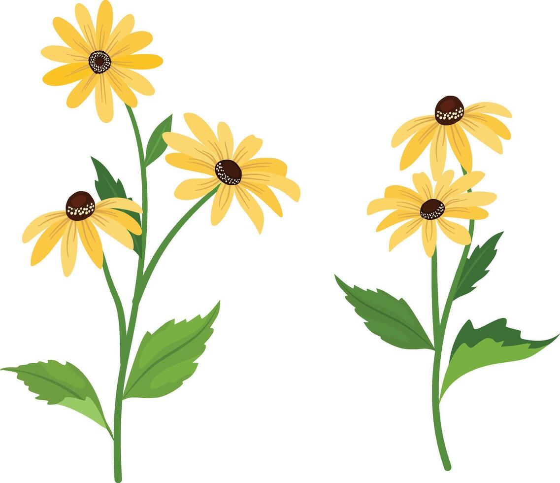 Rudbeckia flower illustration on isolated white background. vector