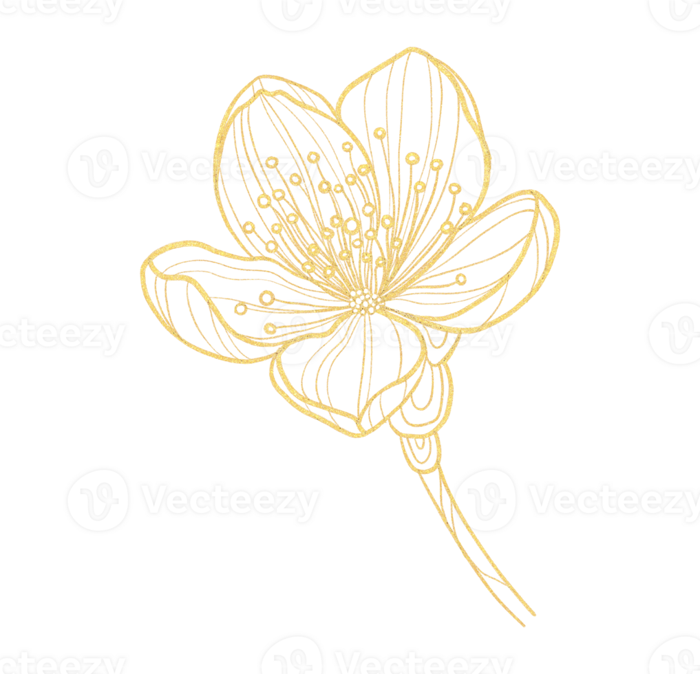 Gold outline illustration with spring Sakura flower png