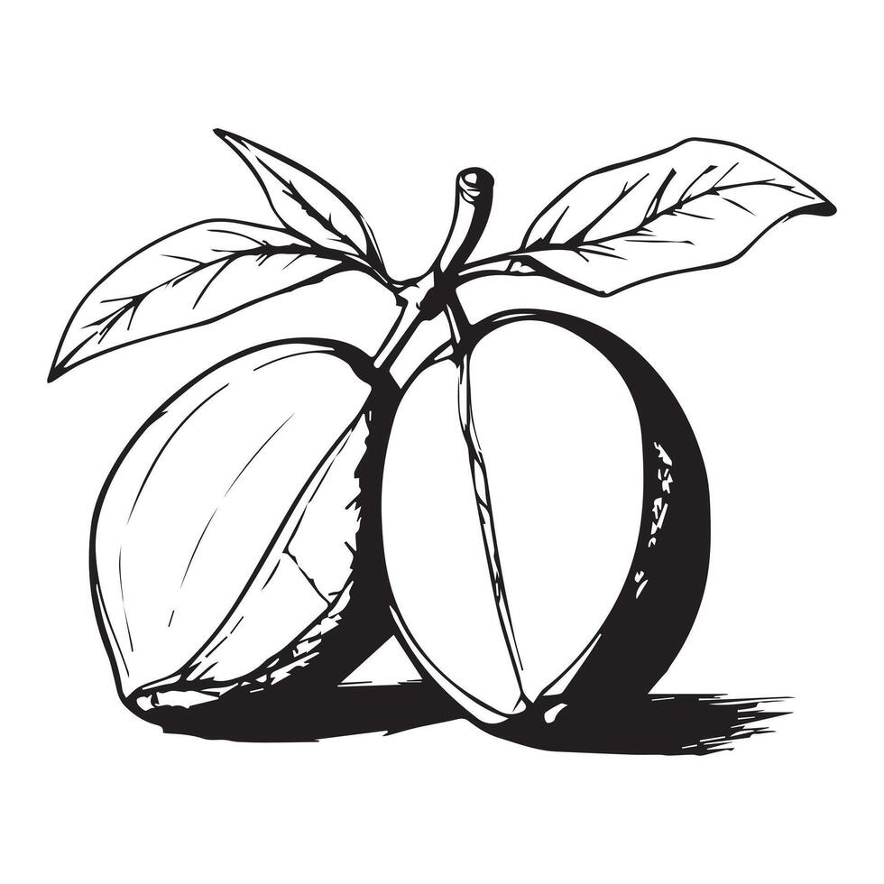Hand-drawn mango fruit , showcasing intricate black line art. Perfect for adding a tropical touch to your designs. Ideal for prints, apparel, digital media, and more. vector