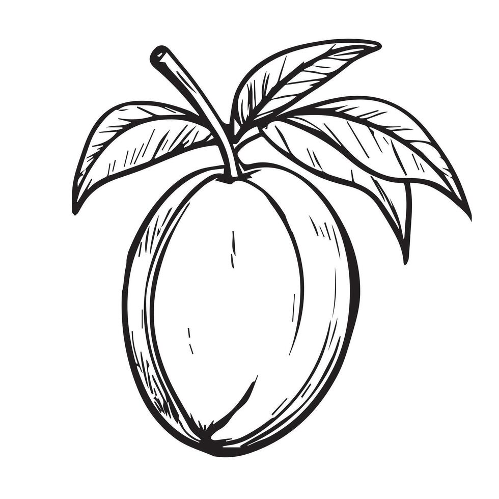 Hand-drawn mango fruit , showcasing intricate black line art. Perfect for adding a tropical touch to your designs. Ideal for prints, apparel, digital media, and more. vector
