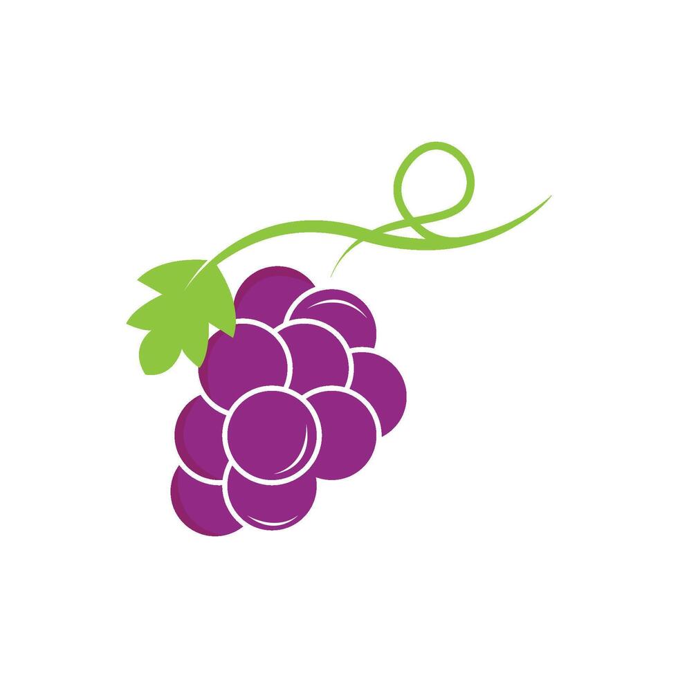 Bunch of wine grapes vector