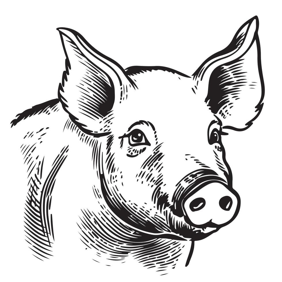 Hand drawn sketch of a pig. Portrait of a farm animal in vintage engraved style. vector