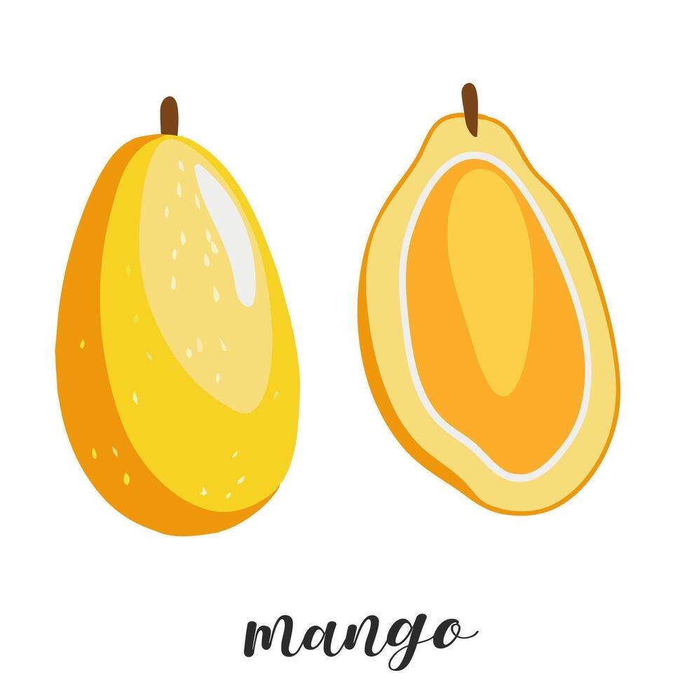 Illustration of hand drawn mango, sliced and whole isolated on white. Summer ripe fruit. vector