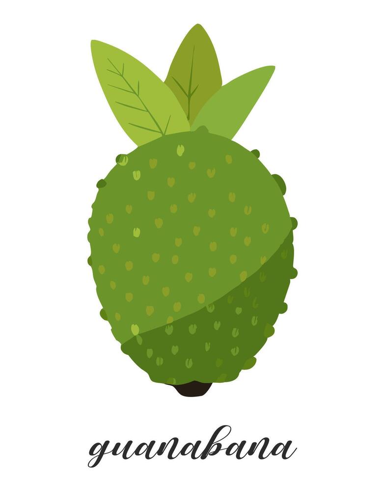 Illustration of guanabana fruit isolated on white background. Summer tropical fruit. vector