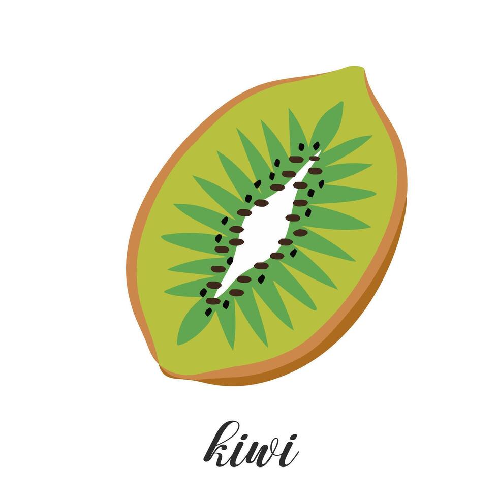 Illustration of half kiwi fruit isolated on white background. Summer tropical fruit. vector